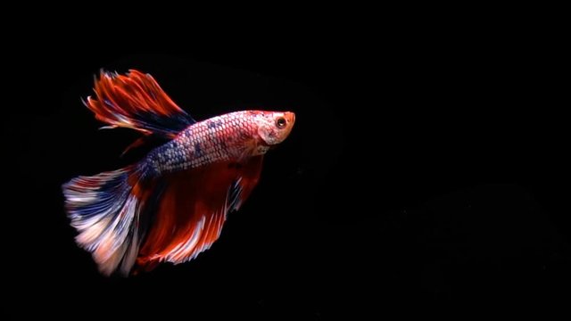 The Siamese fighting fish (Betta splendens), commonly known as the betta, is a popular fish in the aquarium trade. Bettas are a member of the gourami family and are known to be highly territorial.
