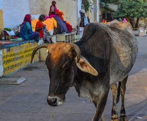 Holy cow on street in Pushkar, India