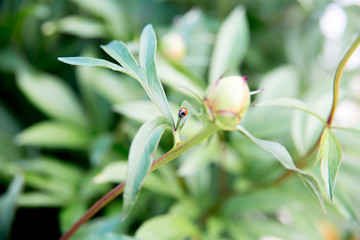 Relaxed senior lady working in her garden growing vegetables