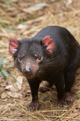 Tasmanian Devil Staring at Camera