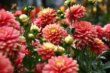 Dahlias dans des tons roses./Dans un parterre de fleurs une quantité considérable de fleurs de dahlias avec des pétales dans divers tons de rose.
