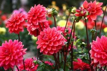 Printed roller blinds Dahlia Group pink dahlias./In a flower bed a considerable quantity of flowers dahlias with petals in various tones of pink color.