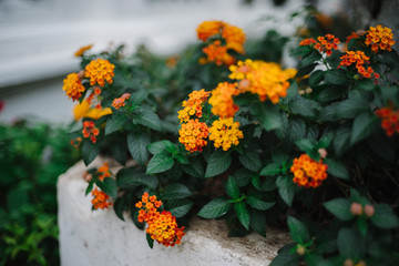 Fototapeta na wymiar Orange Flowers in Green Garden