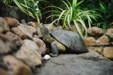 Turtle with Many Rocks in Thai Temple