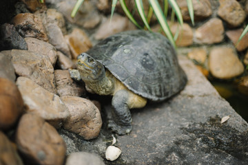 Turtle with Many Rocks in Thai Temple