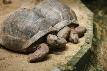 Turtle at the zoo on dirt