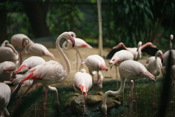 Fototapeta na wymiar Flamingo birds at the zoo