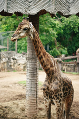 Giraffe at the zoo