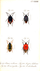 Illustration of a beetle.