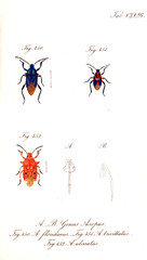 Illustration of a beetle.