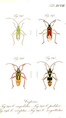 Illustration of a beetle.