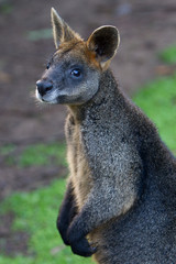 Cute Wallaby