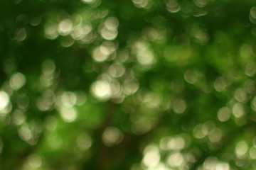 Obraz premium Abstract bokeh of green tree color for summer background.