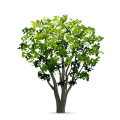 Fototapeta na wymiar Tree isolated on white background with soft shadow. Natural object for landscape design. Vector.