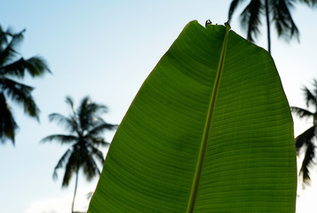 Green Banana Leaf, Palm Trees and Pale Blue Sky - A Tropical Background
