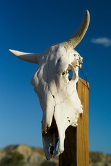 White Texan Cattle Skull with Horns on a Wooden Post with Bright Blue Sky as a Background