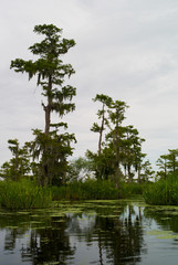 Swamp landscape with cypress trees, spanish moss and water, Louisiana, USA