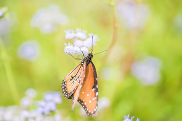 Fototapeta na wymiar Butterfly and moth fall migration in garden