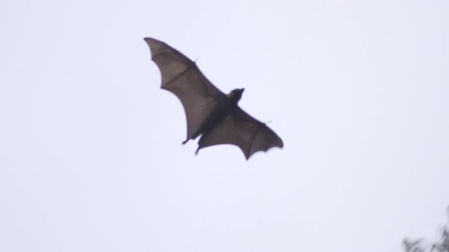 Flying Foxes Anatomy While Flapping