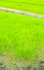 Fototapeta premium rice field in north Thailand, nature food landscape background.