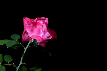 Isolated Pink Rose with Black Background