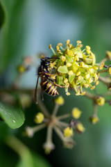 Wespe in einer Blume