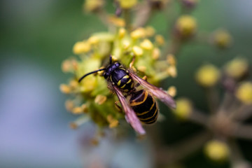 Wespe in einer Blume