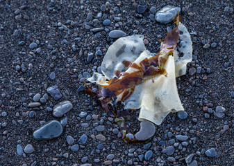 Seaweed wrapper laying on beach