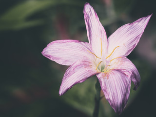 Pink flowers and green leaves in sunlight with nature background.