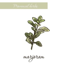 marjoram. natural spices and herbs. sketch on white