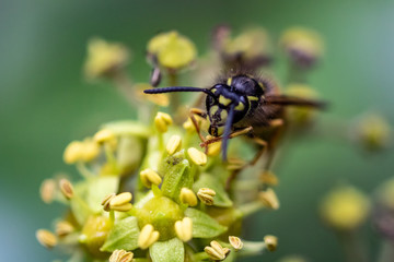 Wespe in einer Blume