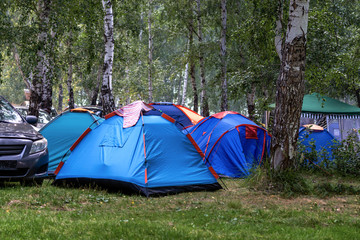 tent camp in the birch forest