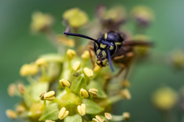 Wespe in einer Blume