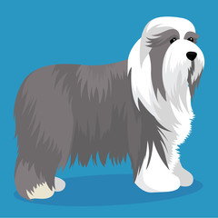Bearded collie dog