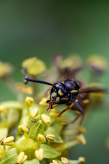 Wespe in einer Blume