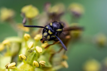 Fototapeta premium Wespe in einer Blume