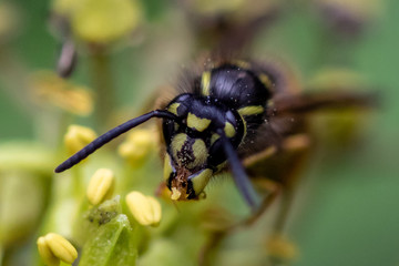 Wespe in einer Blume