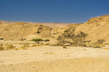 Landscape in the Southern Israel.