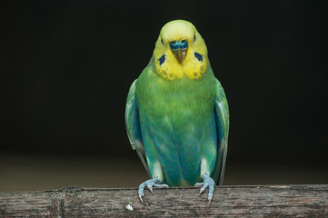 portrait of colorful parakeet on a perch