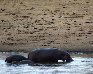 Hippos, Kruger