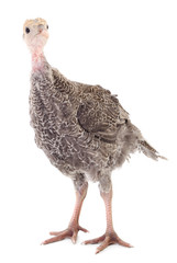 Young turkey bird.