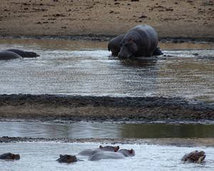 Hippos, Kruger