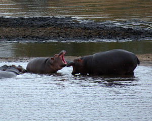 Baby Hippos Playing, Kruger