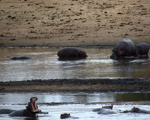 Hippos in Kruger