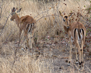 Impala in the Bush, Kruger