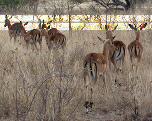 Naklejka na ściany i meble Impala, Kruger