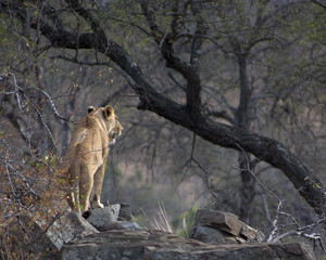 Lioness, Kruger