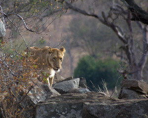Lioness, Kruger