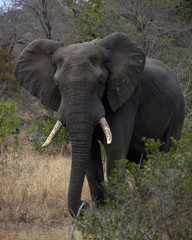 African Elephant, Kruger