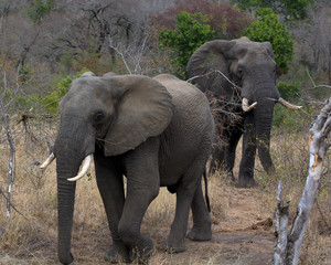 Elephants, Kruger
